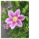 Fleur1.png