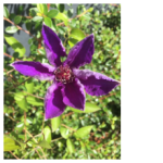 Fleur2.png