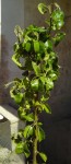 IMG_20170517_164441.jpg