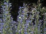 Salvia prat. 66.JPG