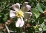 Rosa canina 81.JPG