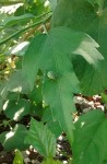 IMG_20170610_104358.jpg