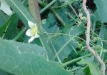 IMG_20170610_105047.jpg