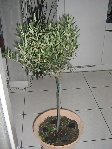 IMG_2443A.JPG