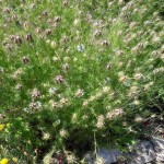 Resized_20170611_122118.jpg