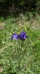 Ancolies(Aquilegia vulgaris) 1.JPG