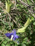 Ancolies (Aquilegia vulgaris)2.JPG