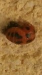 Cela ressemble a une larve de coccinelle non ?