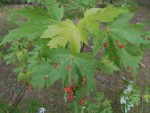 DSCN4946.JPG