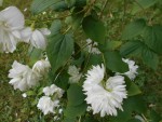 DSCN4957.JPG