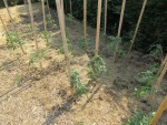 Tomates plantées tous les 50cm sur le rang et 80cm entre les rangs.