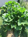 Les plants de courgettes plantés début avril. Ils portent de nombreuses courgettes.