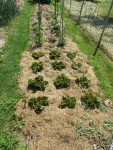 Les salades arrosées une fois par semaine 3l au goutte à goutte se portent à merveille.