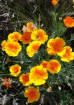 IMG-20170606-WA0001.jpg