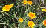 IMG-20170606-WA0003.jpg