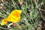 IMG-20170606-WA0006.jpg