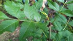 20170612_121156 2.jpg