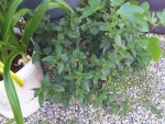 20170613_095140_resized_1.jpg