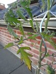 DSC08205.JPG