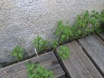 IMG_0047.JPG