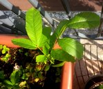 IMG_20170615_183039.jpg
