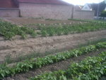 haut du potager