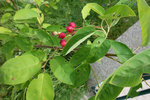 DSC07478-lt.jpg