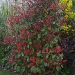 photinia_redrobin.jpg