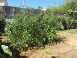 Tomates cerises en pleine forme