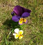 20170618_131017mm.jpg (636.47 Kio) Consulté 545 fois jolie fleur