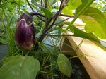 nouaison aubergine 18 06 17.jpg