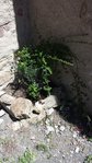20170617_124847t.jpg