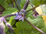 aubergine clin d'oeil 19 06 17.jpg