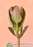 DSC_1764.jpg
