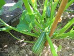 Premières courgettes, 4 au barbecue hier soir.