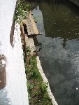 canard 1.jpg