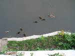 canard 22.jpg