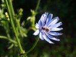 Chicorée sauvage (Cichorium intybus L.).JPG