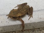 grenouille 3.jpg