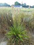 plantain_lanceole.JPG