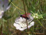 insecte 1.jpg
