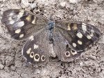 papillon 1.jpg