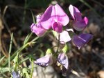 Lathyrus latifolius 36.JPG