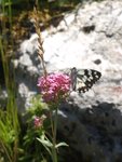 Papillon sur Centranthe 53.JPG