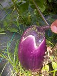 aubergine russe longue.jpg