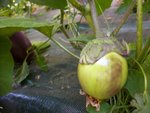 aubergine ronde verte estonnienne.jpg