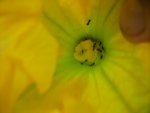 fourmis fleur courgette.jpg