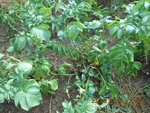 DSCN0035.JPG