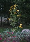 fleur.JPG