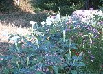 Datura Wrightii.JPG